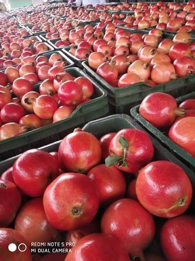 Pomegranate exporter in india